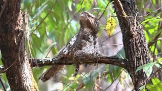 Hodgson's Frogmouth