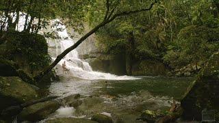 The flourishing forest of frenchmans creek