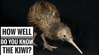 Kiwi (Bird) || Description, Characteristics and Facts!