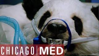 Dr Rhodes Operates On A Panda | Chicago Med