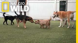 The Importance of Dog Socialization  | Dog: Impossible