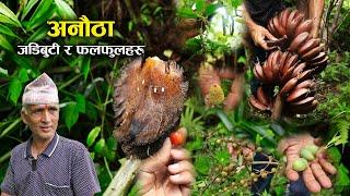 अमृत कुञ्जमा भेटियो महत्वपूर्ण जडिबुटी र फलफूलहरु - Amrit kunja organic permaculture farm