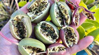 What is Caper and how to use it? Pickling fresh Capers from Marzi’s Garden#caper