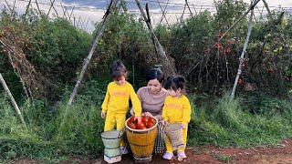 Ai Tran and Ai Chau follow mom to harvest tomatoes to sell to buy food and clothes for Coco