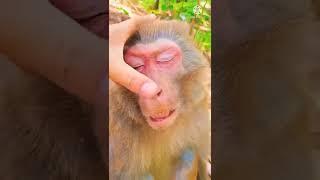 drunk monkey #funny