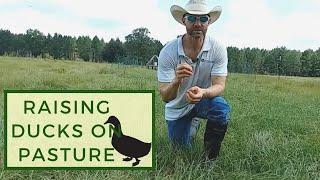 Raising Ducks on Pasture at Harvest Hills Ranch