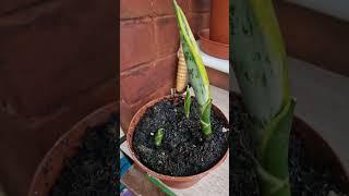 Sansevieria (snake plant) Rhizome Cuttings