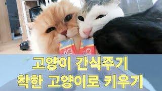 고양이 간식주는 타이밍으로 착한 고양이로 키우기 (고양이 키울때 주의할점)