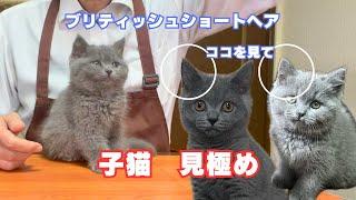 子猫選び【ブリティッシュショートヘア】