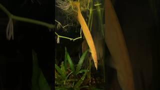 GOLDEN Fire Eel Rare Bloodworm Hunt!