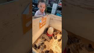 Baby chicks #baby #chicks #fyp #viral #subscribe