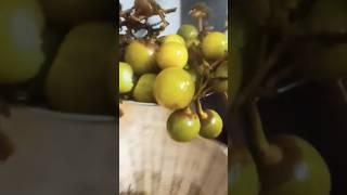Healthy Veg Food #siddhi's kitchen # healthy#viral#yt# #youtubeshorts #you tubeshort #food#cooking#
