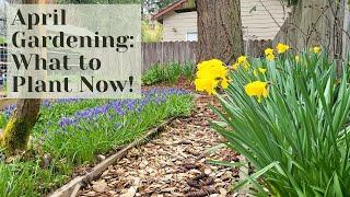 April Showers Bring May Flowers: Gardening in this wet Pacific Northwest Garden in April