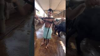 Every dairy farmer learn how to make “cow head rope halter “for smooth restraining of cattle