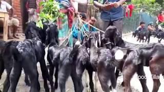 Goat market in Bangladesh | Local animal market in Bangladesh | Pet Animal