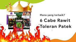 Rekomendasi 6 Benih Cabe Rawit Toleran Antraknosa