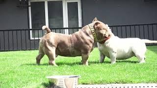 COLOR BOMB BULLIES MERLOT, merle choco ghost tri american bully pocket male.