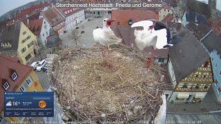 2025 03 10 Storchennest Höchstadt, richtig was los am Nest, Glockengeläut, Geklapper usw........