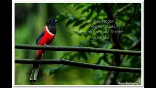 Malabar Trogon #birds