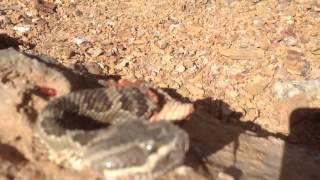 Rattlesnake heads attacking Nevada desert campers.