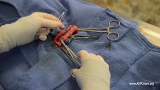 Spay/Neuter Surgery: Strangle Knot