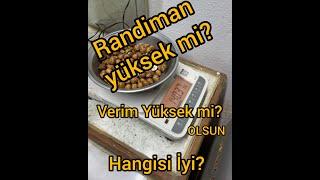 Fındıkta Randıman Nasıl kırılır? Herkes Öğrenmeli