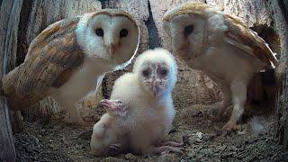 Barn Owls' Struggle to Raise Autumn Owlets | Gylfie & Dryer | Full Story | Robert E Fuller