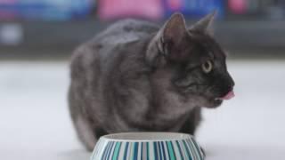 Is wet food or dry food better for cats?