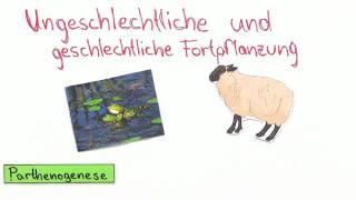 UNGESCHLECHTLICHE UND GESCHLECHTLICHE FORTPFLANZUNG | Biologie | Genetik und Entwicklungsbiologie