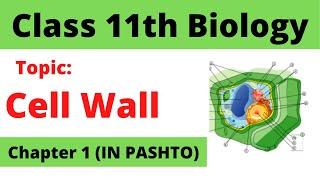 Lecture 10 | FSC biology in pashto | Home of biology