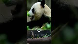 Panda Facts for Kids  | Learn Fun & Cute Things About Bamboo-Loving Bears | LittleChamp Learning