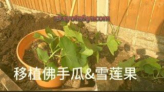 移植雪莲果，佛手瓜，佛手瓜如何打顶，庭院种植佛手瓜，温度不够佛手瓜如何保温(yacon&chayote)，最后霜冻期4月20，地区不同日期不一样。