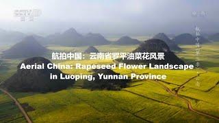 航拍中国：云南省罗平油菜花风景Aerial China: Rapeseed Flower Landscape in Luoping, Yunnan Province