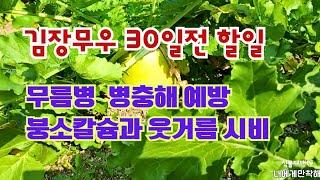 김장무우 심고 30일 전에 할 일// 무름병과 병충해/솎아주기/ 붕소칼슘/ 웃거름/