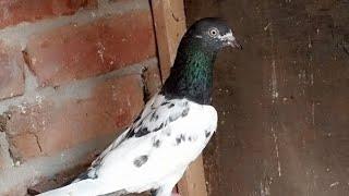 6 piece  breeder par piece 1400 m Rizwan  Faisalabad 03087200827#@pigeon