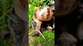 Snail Siput Bekicot #snail #siput #bekicot