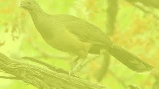 Aves nativas de el salvador