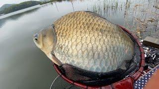 Is this a crucian carp...!?