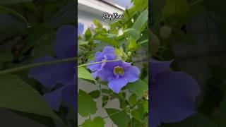 My young Sky Vine is starting to produce more blooms. #vines #flowers #gardening #summer