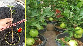 Guava cuttings tutorial for fast growing 100% roots only 4-8 weeks...