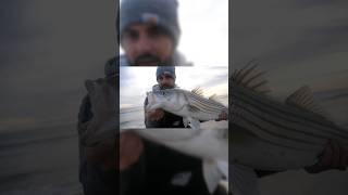 Jerzey Surf Stripers #fishing #newjersey #stripedbass