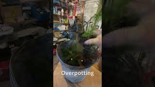 Don't OVERwhelm your plants!