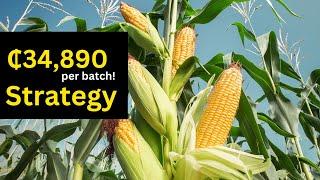 Commercial Maize Farming in Ghana for Beginners 2024