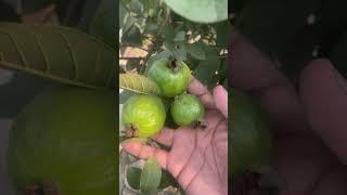 Plant that gives fruiting after crying/ #gardening #plants #farming #anjrural #shorts