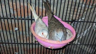 Zebra Dove & Diamond Dove Hybridization Project Update