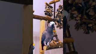 bhura ab acchi bate bolega  #funnyparrot #talkingparot #parrot #nonstoptalkingparrot #grayparrot