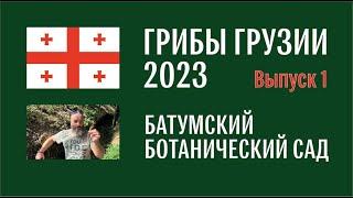 Грибы Грузии 2023. Выпуск №1. Батумский ботсад. Сыроежка, груздь, цветохвостник и другие грибы.