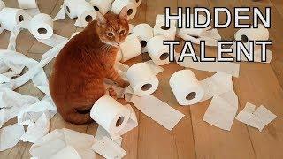 Alvi cat : encounter with toilet rolls leads to unexpected result