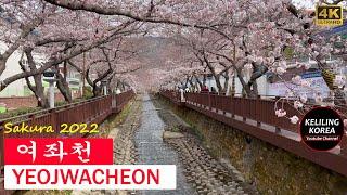 Sakura 2022  : Yeojwacheon walking tour | Jinhae, South  Korea