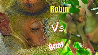 Brair vs Robin